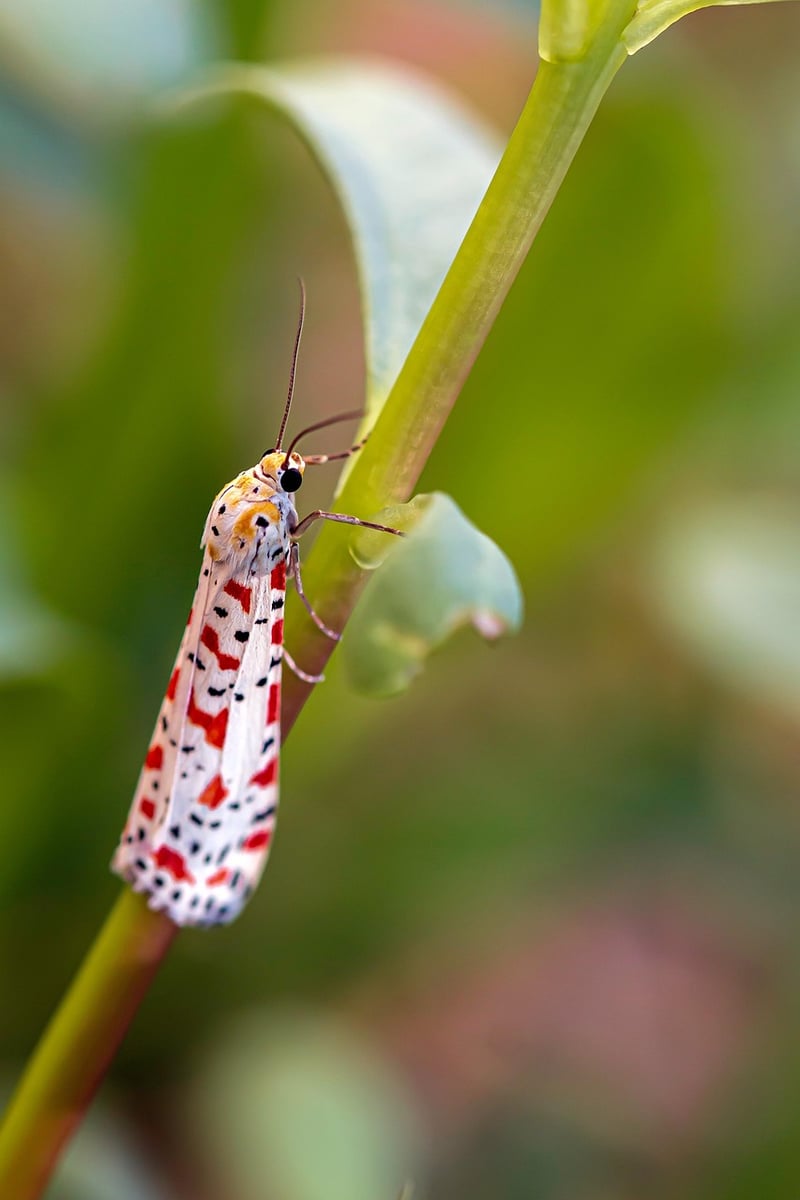 Butterfly Image