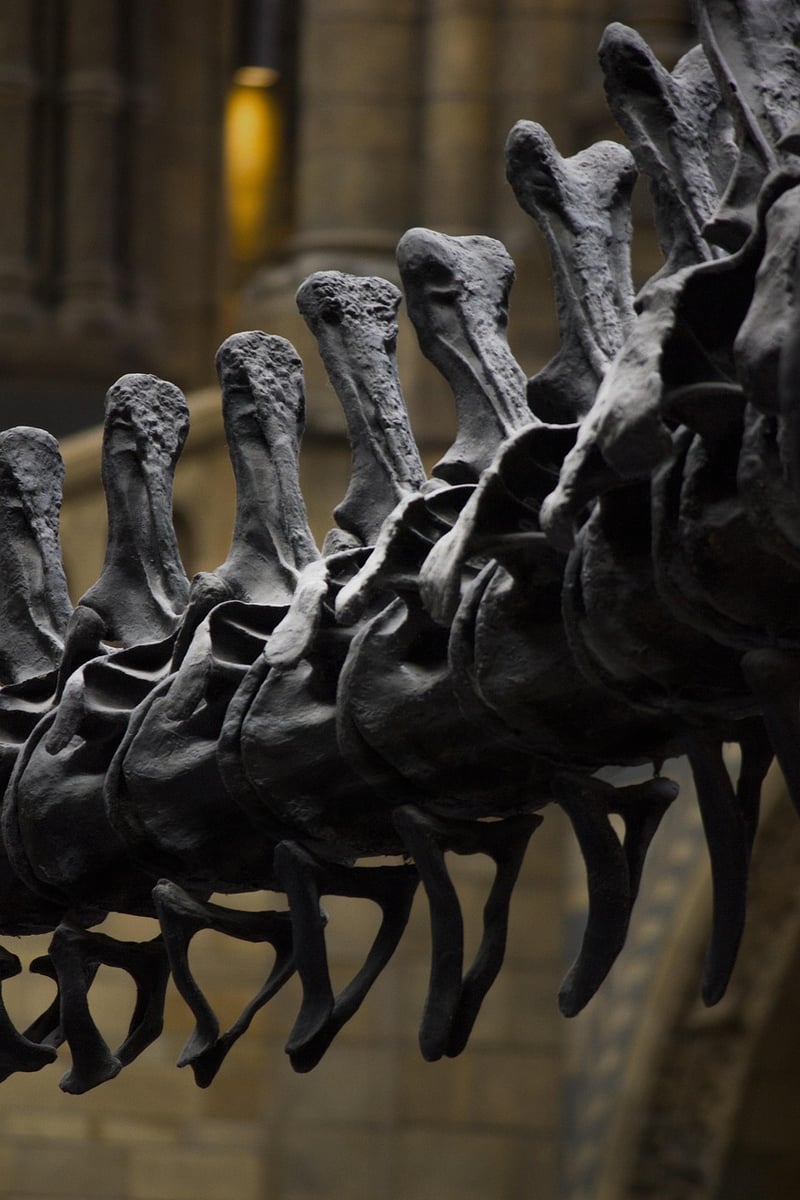 Dinosaur Fossils